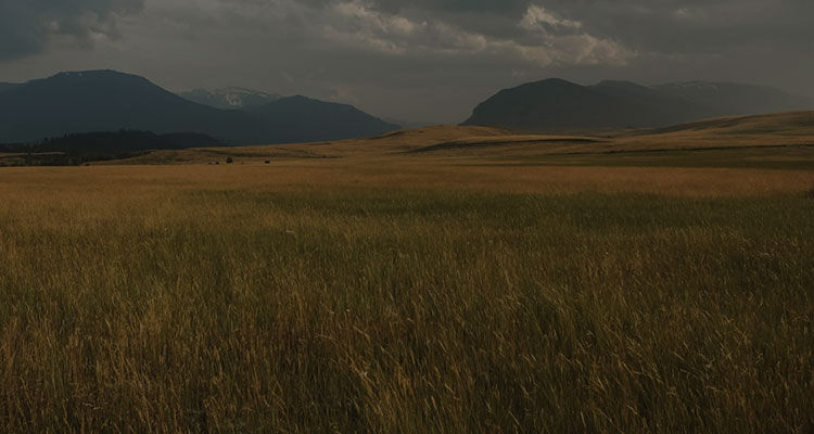 field of grass in front of a mountain range