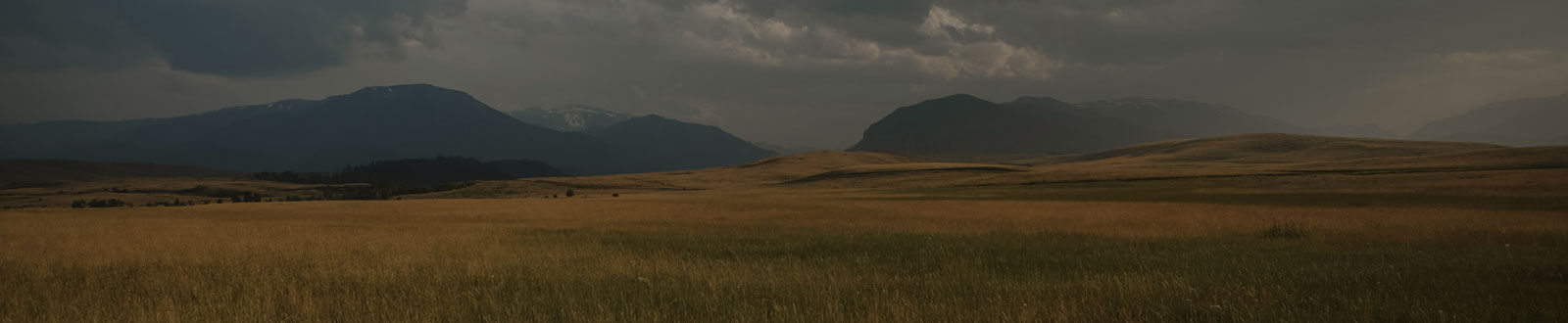 field of grass in front of a mountain range